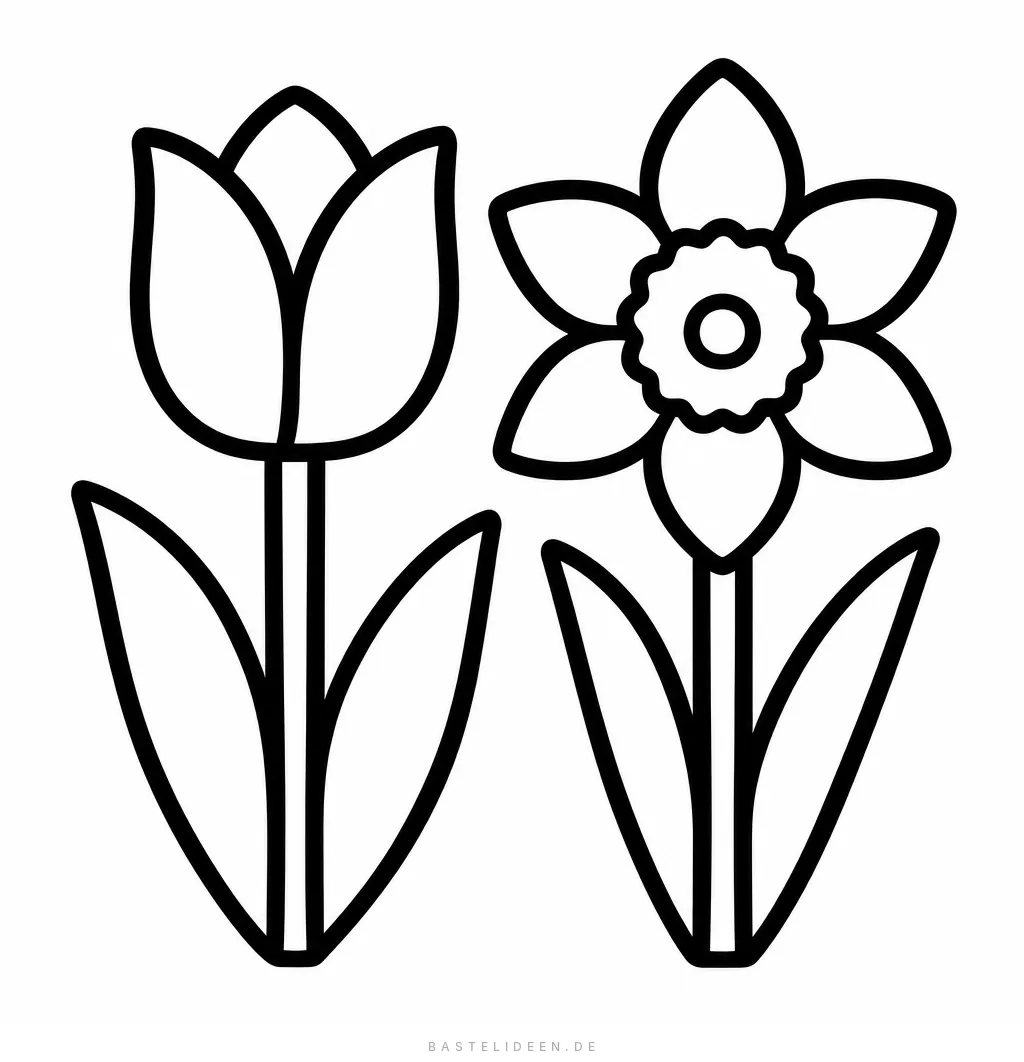 Tulpe und Narzisse nebeneinander mit Blättern
